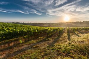 vineyard-428041-960-7201