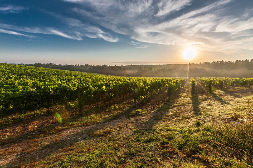 vineyard-428041-960-7201